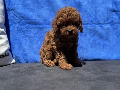 PETMODE KÖPEK ÇİFTLİĞİNDE ZİYARETE AÇIK KORE TOY POODLE
