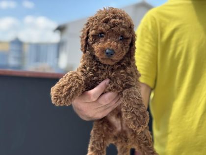 PETMODE KÖPEK ÇİFTLİĞİNDEN TOY POODLE YAVRULAR