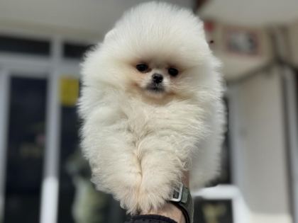PETMODE KÖPEK ÇİFTLİĞİNDEN TEDDY POMERANİAN