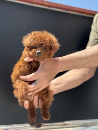 PETMODE KÖPEK ÇİFTLİĞİNDEN TEA CUP KORE POODLE