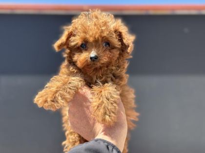 4 AYLIK TİNY KORE POODLE 700 GR PETMO DEN