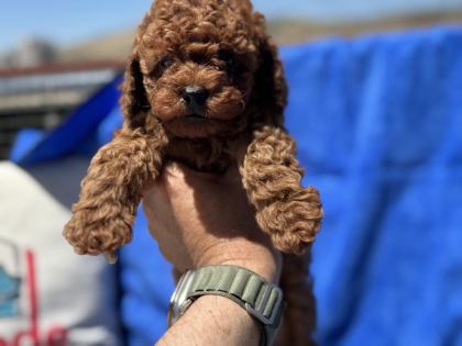 PETMODE KÖPEK ÇİFTLİĞİNDE ZİYARETE AÇIK KORE TOY POODLE