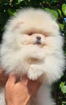 ULTRA KALİTE SAFKAN TEDDY POMERANİAN LAR PETMODE DEN