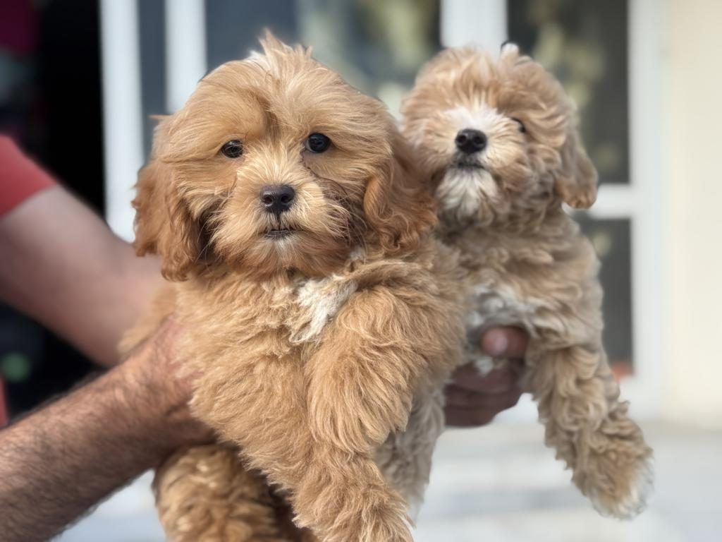 PETMODE KÖPEK ÇİFTLİĞİNDEN MİNİ MALTİPOO YAVRULAR