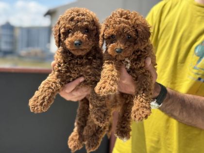 PETMODE KÖPEK ÇİFTLİĞİNDEN TOY POODLE YAVRULAR