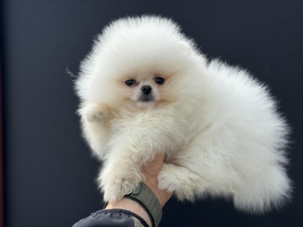 PETMODE KÖPEK ÇİFTLİĞİNDEN TEDDY POMERANİAN
