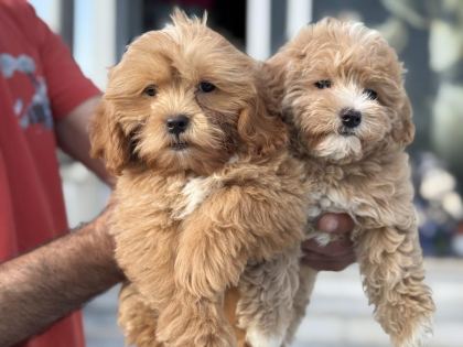 PETMODE KÖPEK ÇİFTLİĞİNDEN MİNİ MALTİPOO YAVRULAR