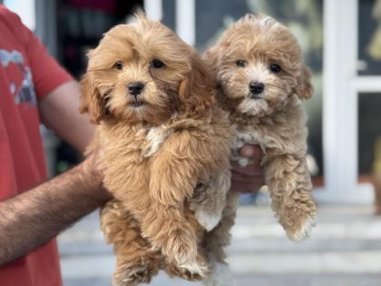 PETMODE KÖPEK ÇİFTLİĞİNDEN MİNİ MALTİPOO YAVRULAR