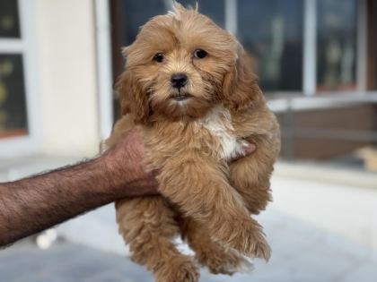 PETMODE KÖPEK ÇİFTLİĞİNDEN MİNİ MALTİPOO YAVRULAR