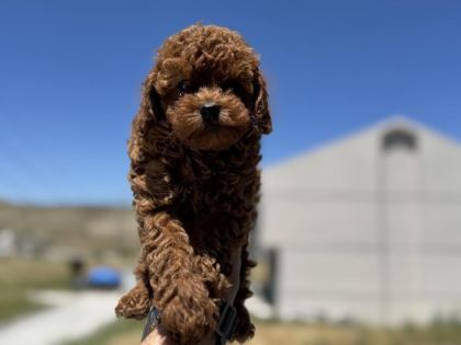PETMODE KÖPEK ÇİFTLİĞİNDE ZİYARETE AÇIK KORE TOY POODLE