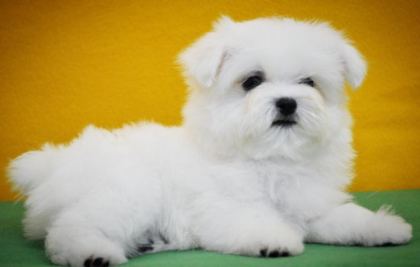 TEA CUP KORE KAN MALTESE YAVRUMUZ PETMODE DEN