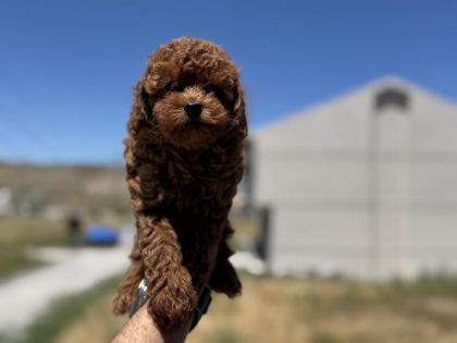 PETMODE KÖPEK ÇİFTLİĞİNDE ZİYARETE AÇIK KORE TOY POODLE