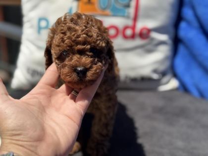 PETMODE KÖPEK ÇİFTLİĞİNDE ZİYARETE AÇIK KORE TOY POODLE