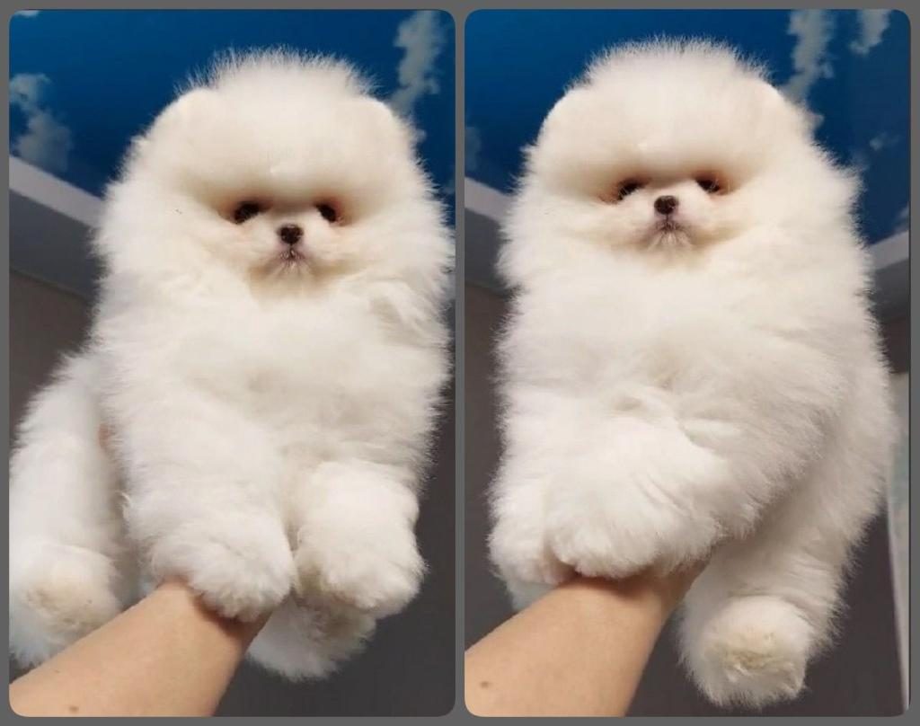 ULTRA KALİTE SAFKAN TEDDY POMERANİAN LAR PETMODE DEN