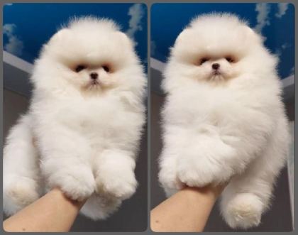 ULTRA KALİTE SAFKAN TEDDY POMERANİAN LAR PETMODE DEN