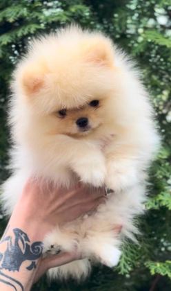ULTRA KALİTE SAFKAN TEDDY POMERANİAN LAR PETMODE DEN
