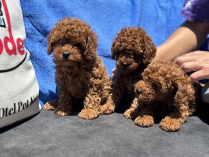 PETMODE KÖPEK ÇİFTLİĞİNDE ZİYARETE AÇIK KORE TOY POODLE
