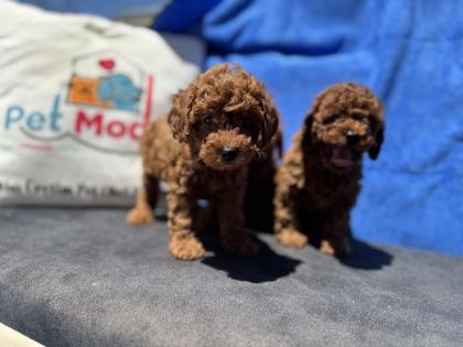 PETMODE KÖPEK ÇİFTLİĞİNDE ZİYARETE AÇIK KORE TOY POODLE