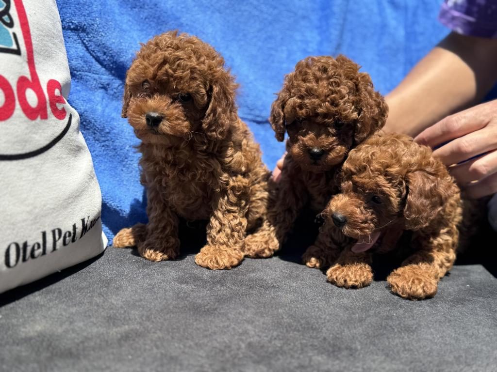 PETMODE KÖPEK ÇİFTLİĞİNDE ZİYARETE AÇIK KORE TOY POODLE