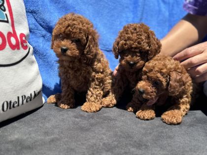 PETMODE KÖPEK ÇİFTLİĞİNDE ZİYARETE AÇIK KORE TOY POODLE