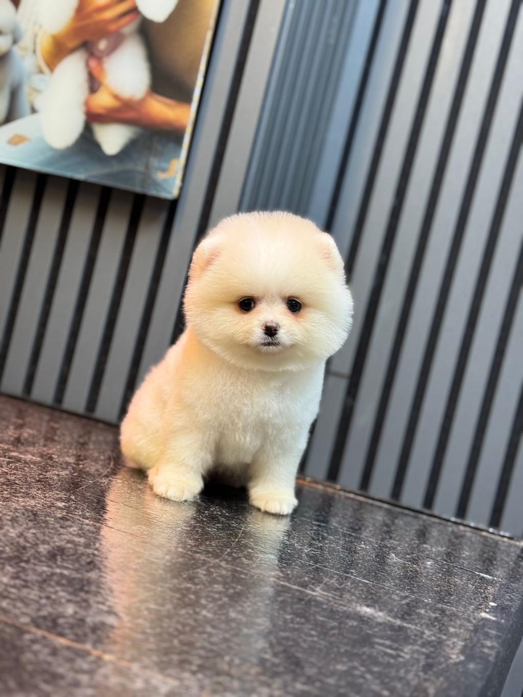 POMERANİAN BOO YAVRULARIM