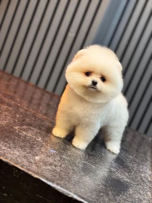 POMERANİAN BOO YAVRULARIM