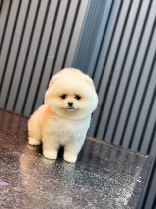 POMERANİAN BOO YAVRULARIM