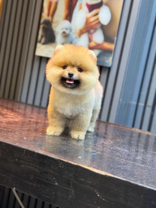 POMERANİAN BOO YAVRULARIM
