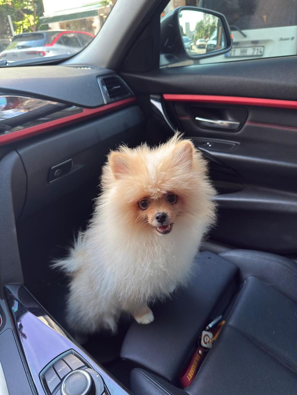 6 AYLIK POMERANİAN KÖPEĞİ