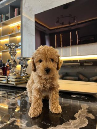 ERKEK 2 AYLIK MALTİPOO