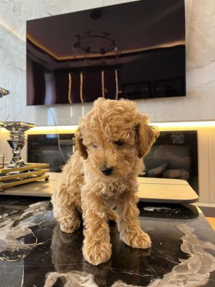 ERKEK 2 AYLIK MALTİPOO
