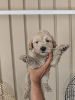 3 ERKEK KARDEŞ MALTİPOO