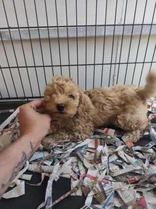 F1 MALTİPOO POODLE KALİTESİNDE