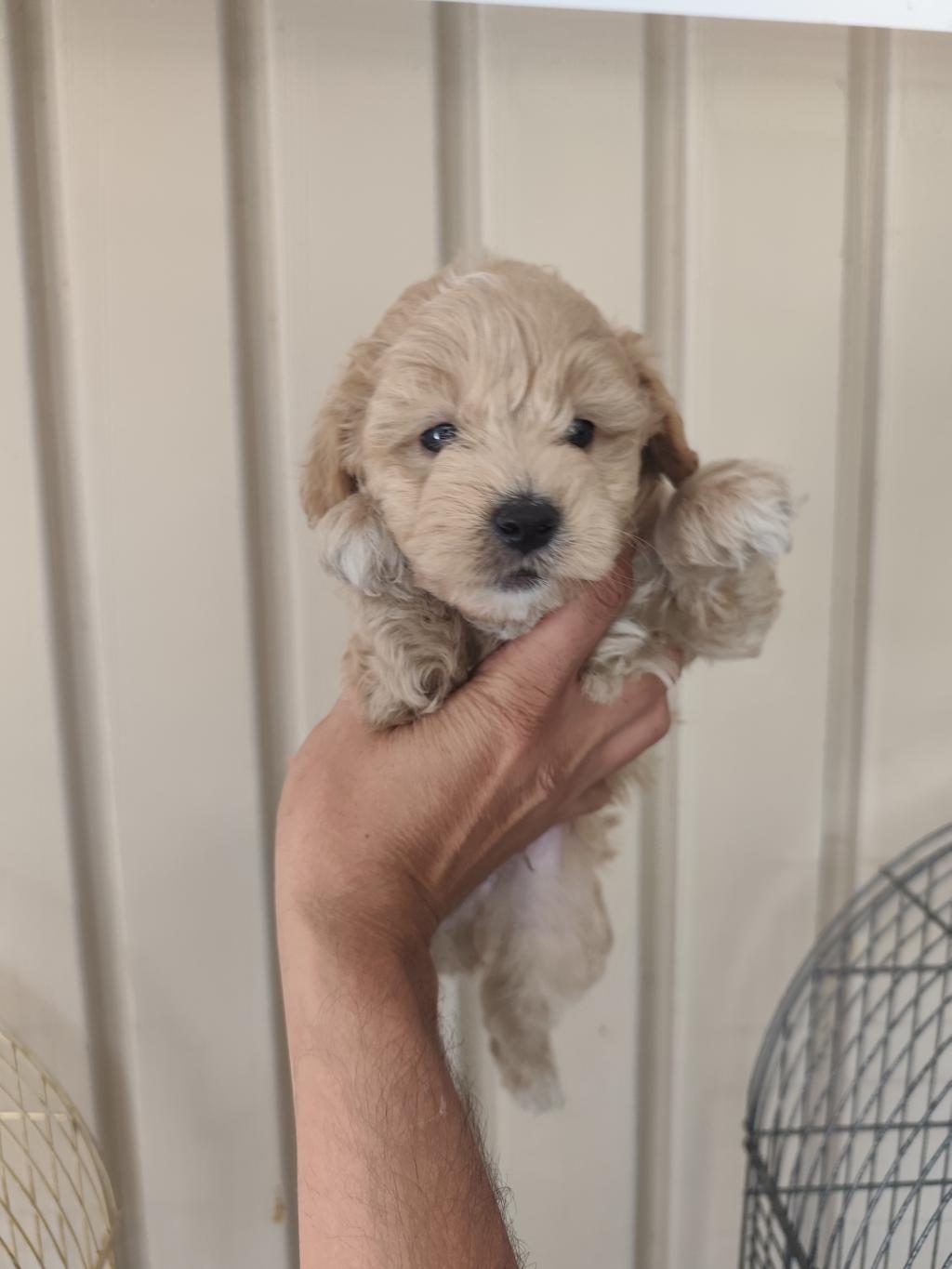3 ERKEK KARDEŞ MALTİPOO
