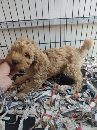 F1 MALTİPOO POODLE KALİTESİNDE