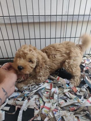 F1 MALTİPOO POODLE KALİTESİNDE