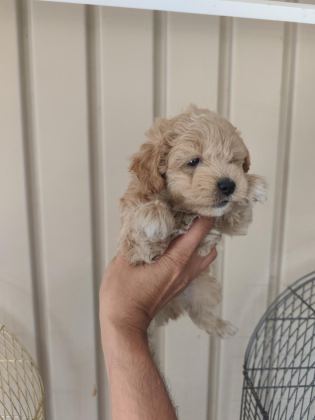 3 ERKEK KARDEŞ MALTİPOO