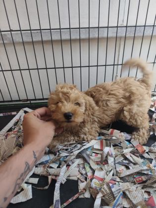 F1 MALTİPOO POODLE KALİTESİNDE