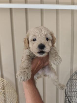 3 ERKEK KARDEŞ MALTİPOO