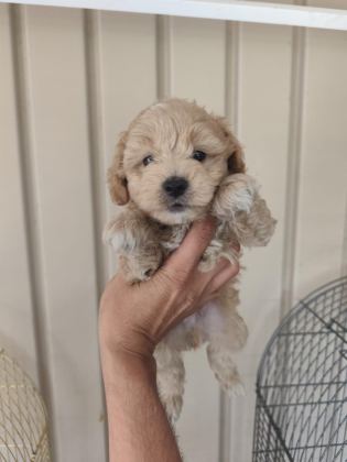 3 ERKEK KARDEŞ MALTİPOO
