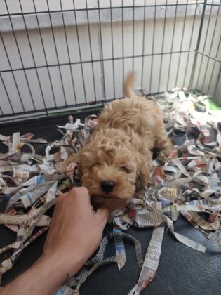 F1 MALTİPOO POODLE KALİTESİNDE