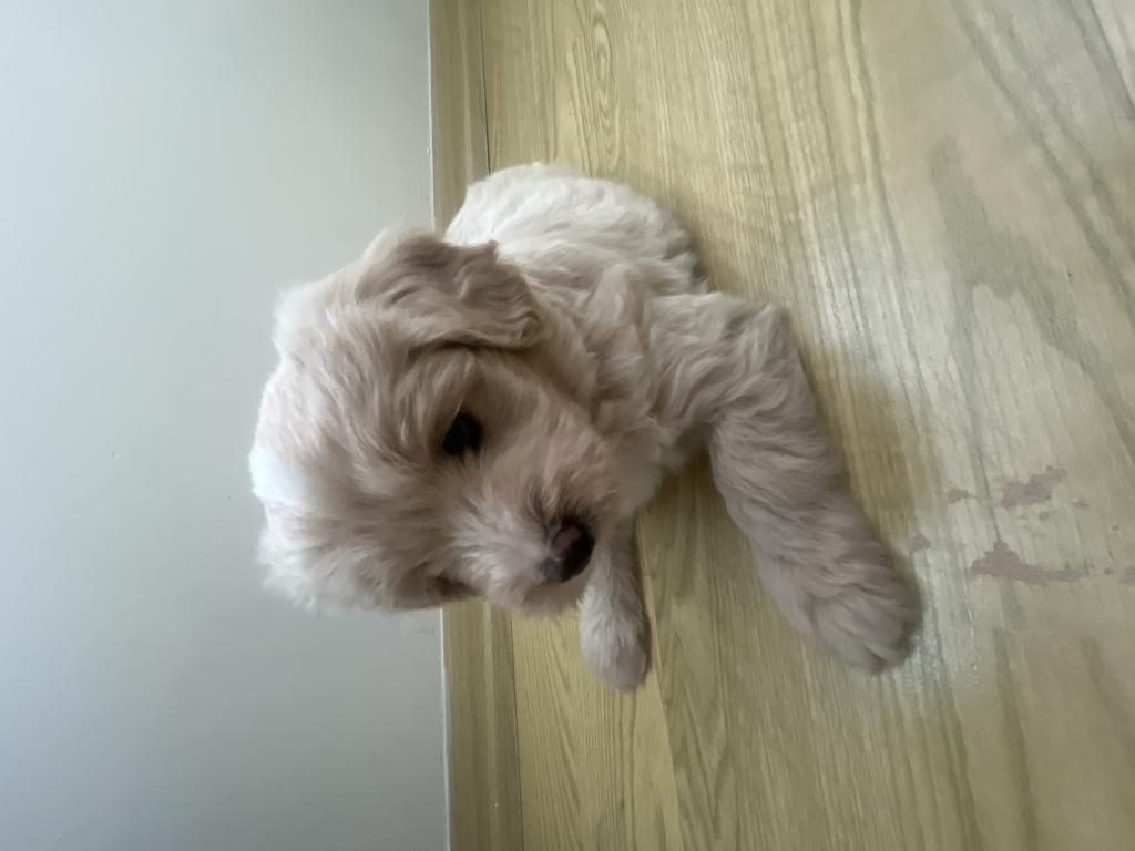 YAVRU MALTİPOO