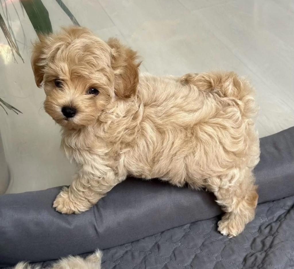 HARİKA KALİTEDE MALTİPOO BEBEKLERİMİZ
