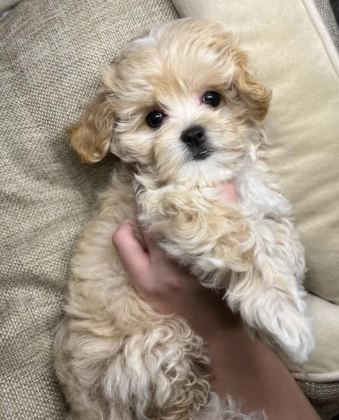 MÜKEMMEL KALİTE MALTİPOO BEBEKLER