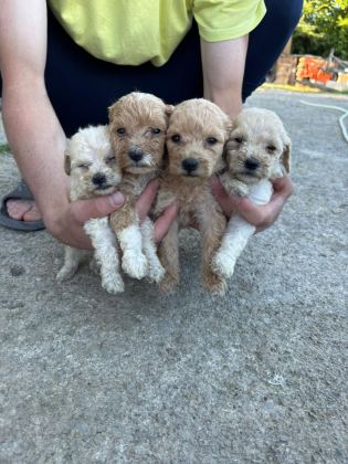 MALTİPOO YAVRULAR