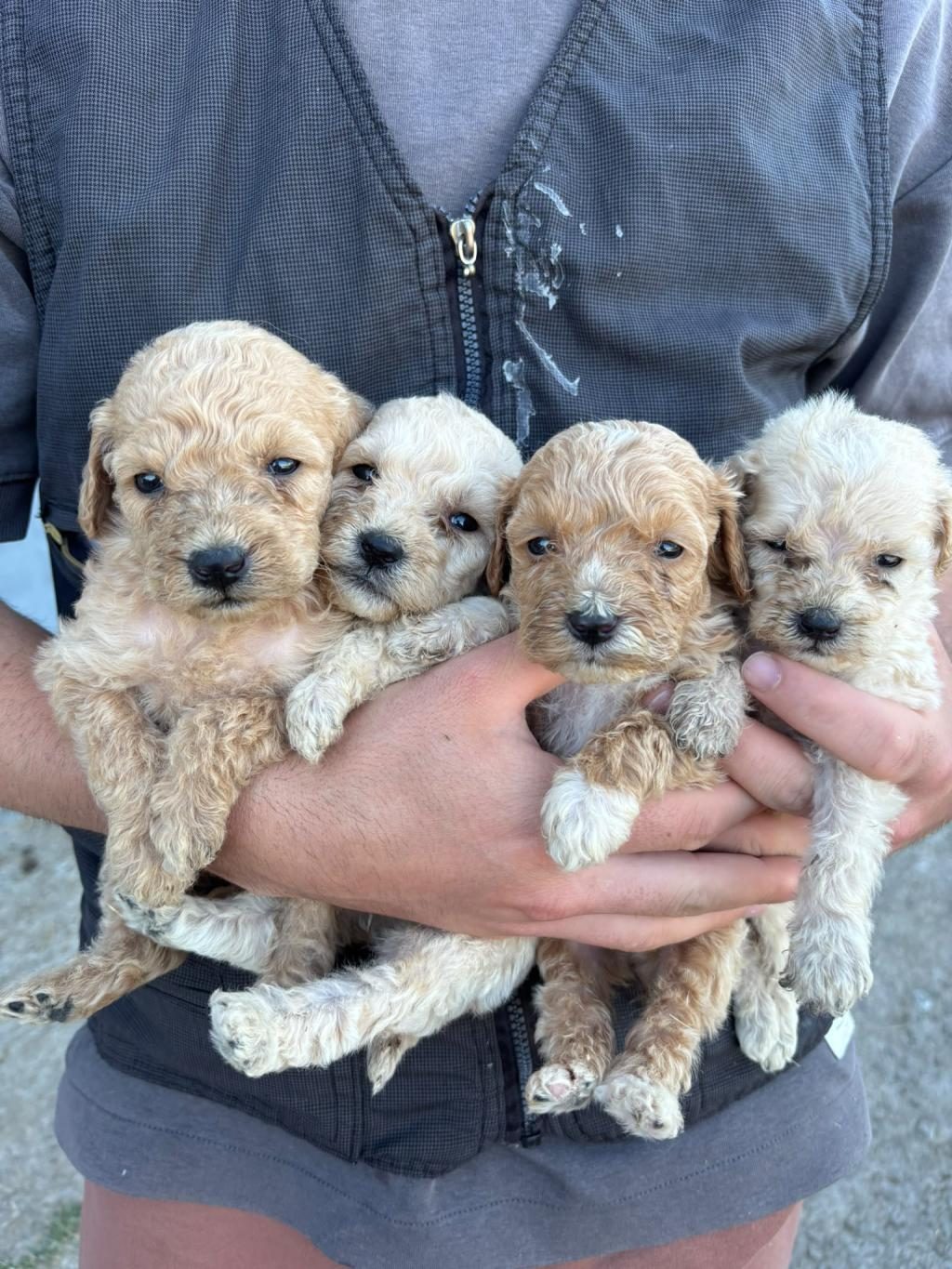 MALTİPOO YAVRULAR