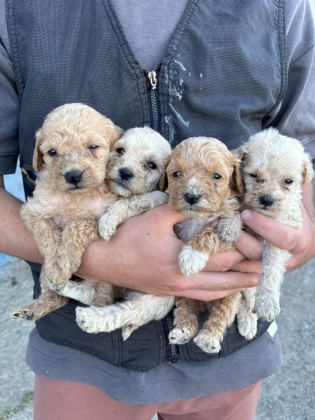 MALTİPOO YAVRULAR