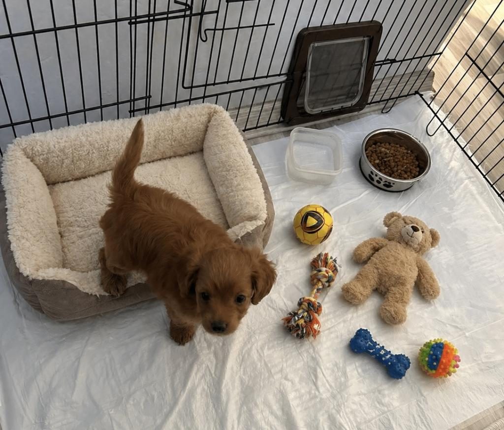 MALTİPOO MİA YENİ YUVASINI ARIYOR