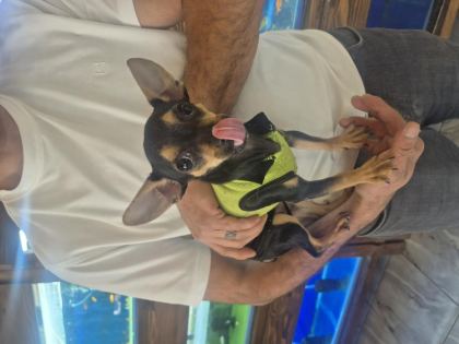 MİNYATÜR GÜZELLİK KÖPEĞİMİZ