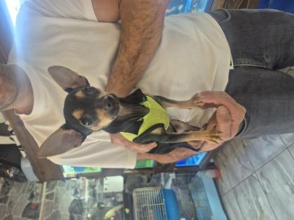 MİNYATÜR GÜZELLİK KÖPEĞİMİZ